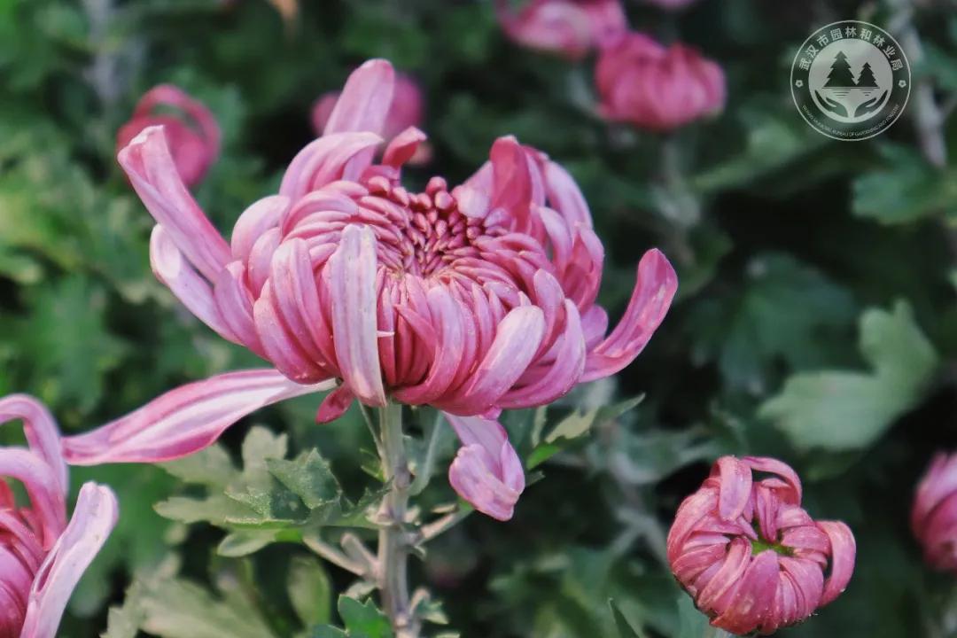 金秋时节菊展赏菊,趁着周末逛菊展