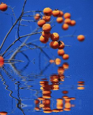 薄荷淡香原创诗歌（08060期）