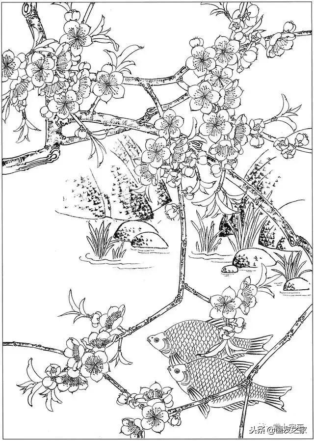 白描荷花鱼线稿图片,白描动物鱼图片大全