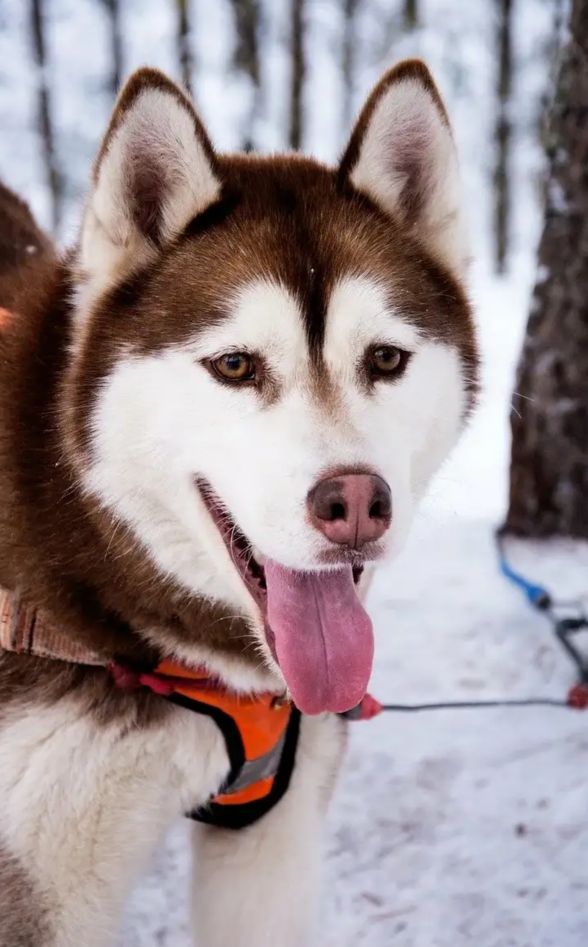 哈士奇俄罗斯土狗,哈士奇西伯利亚犬图片