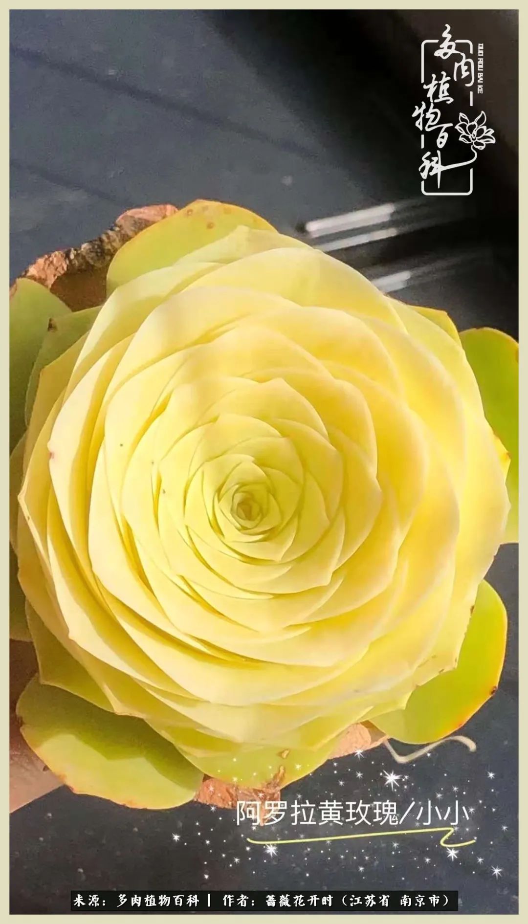 又见颜的妩媚，色的诱惑！这些山地玫瑰礼盒惊艳了眼眸