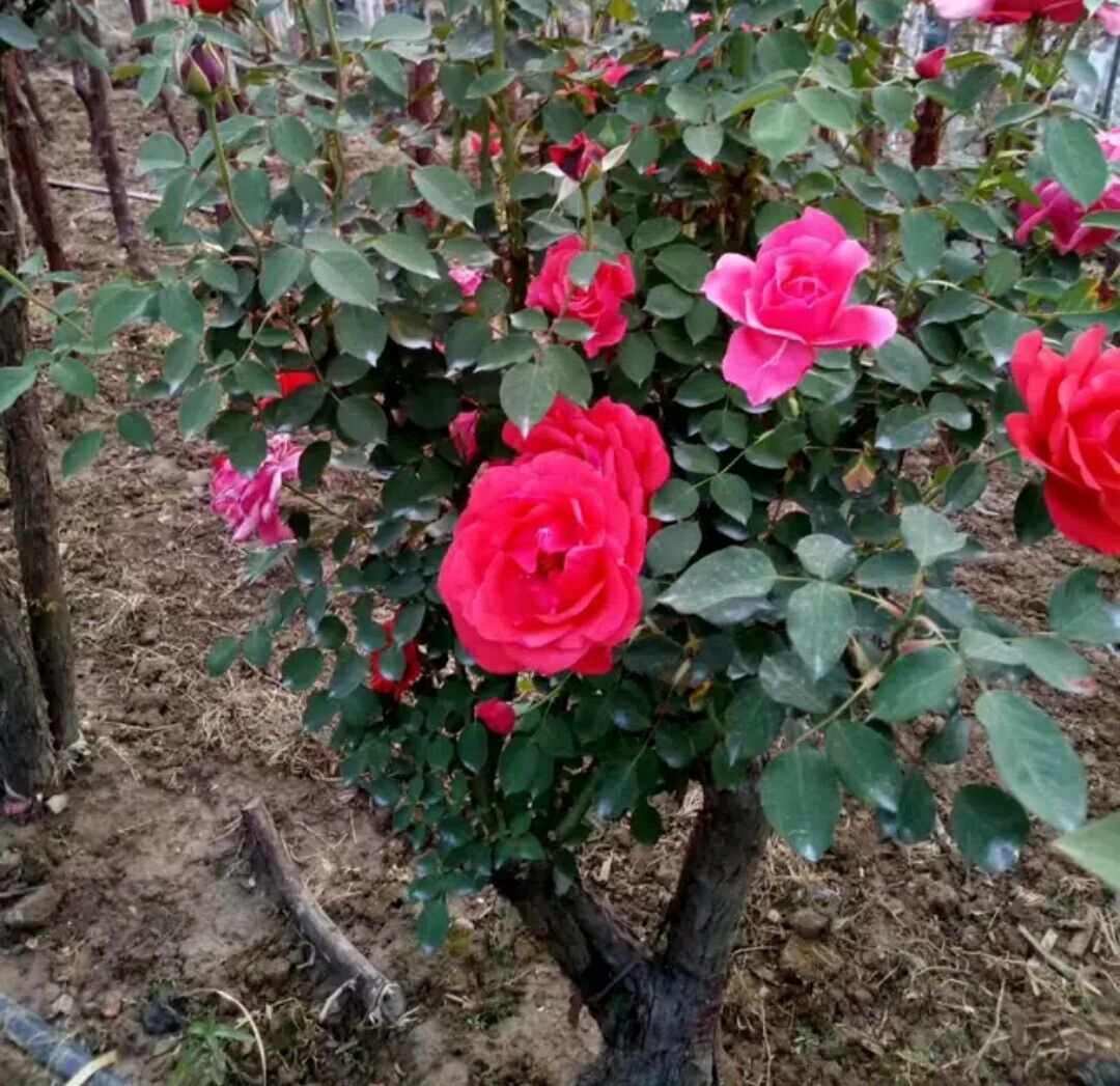 养一株树状月季一次开花好几百朵,树状月季开花耷拉头