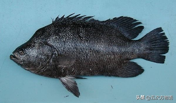 胶东渔民的最爱：加吉头、鲅鱼尾、刀鱼肚子、唇唇嘴