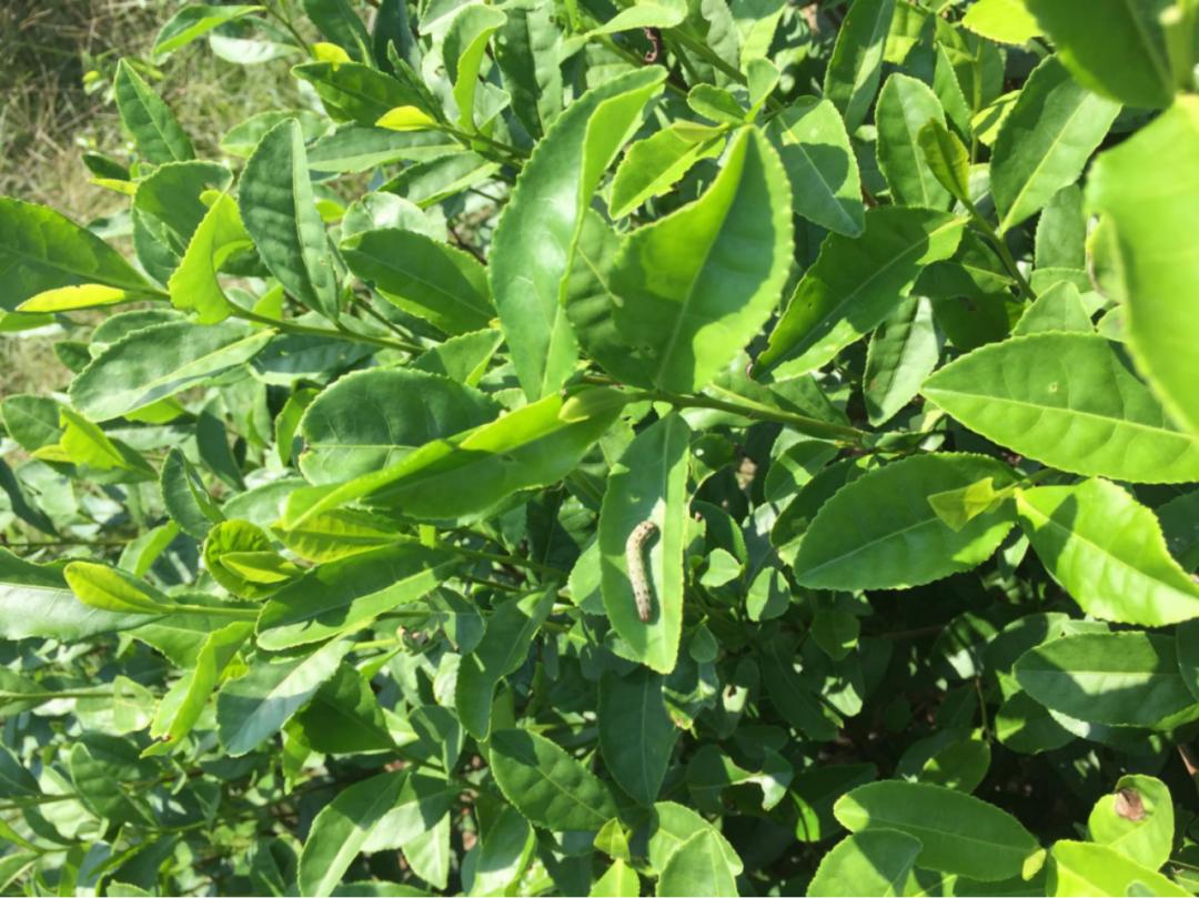 cctv村里来了个农业特派员,村里的联络员