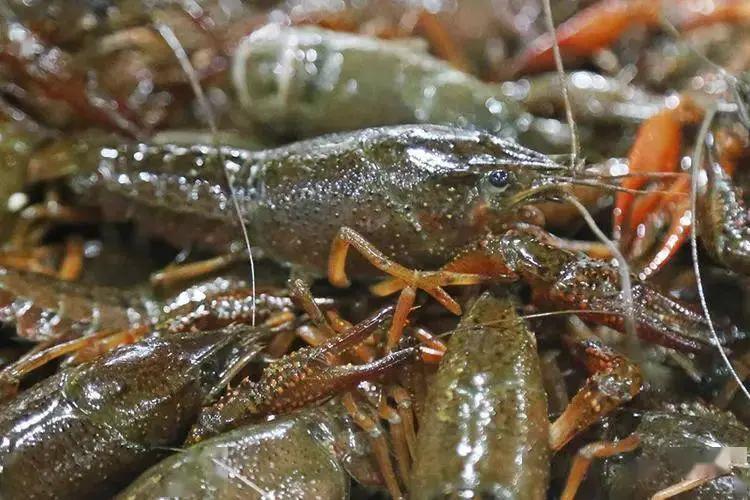 龙虾吃得最多的是哪个地方,全国小龙虾必吃50强