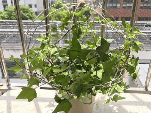 家里装修什么绿植除甲醛,大盆栽植物室内除甲醛