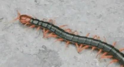 五毒蜈蚣为什么毒不倒公鸡,为什么五毒之一的蜈蚣会泡公鸡呢