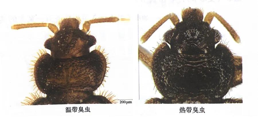 臭虫产生及防治方法有哪些,防治臭虫有什么最有效方法呢