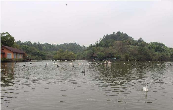 团队自驾游南澳岛旅游攻略,自驾广州长隆3天2夜亲子游攻略