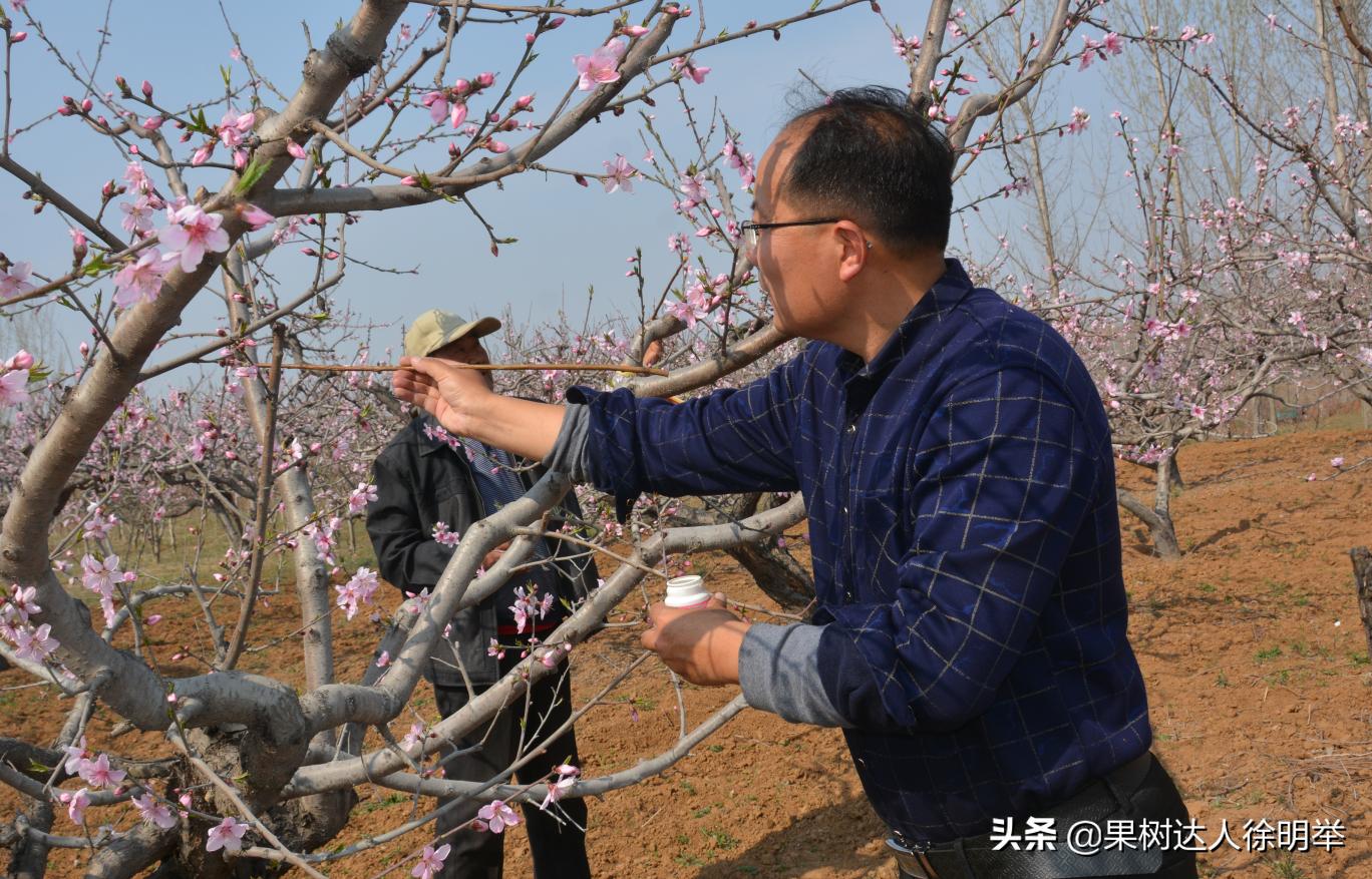 桃树如何种植结果多,正在结果的桃树怎么种植