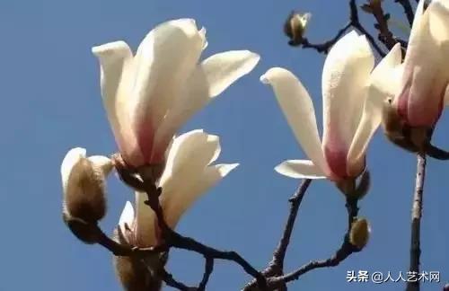 全国56市市花太美了的视频,中国56市市花图片