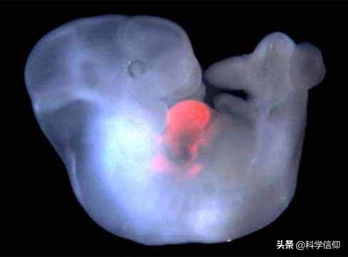 世界首创猪猴嵌合体,中国猴嵌合体研究