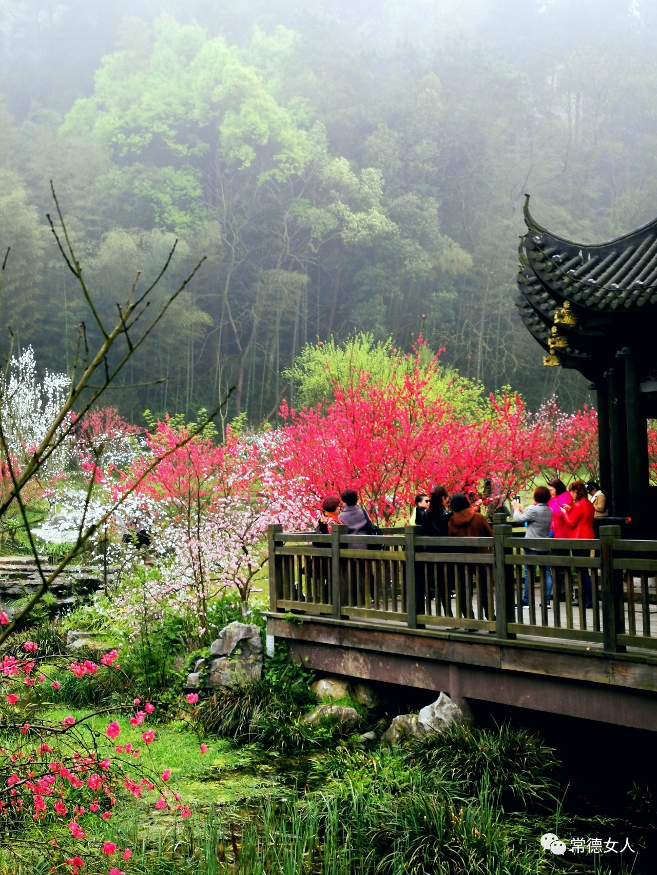 桃花源又见桃花开，盛景等君来，你若不来、花为谁开？