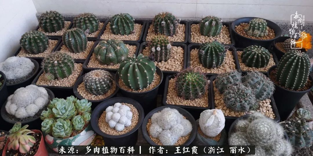 仙人球露养条件,仙人球春天露养条件