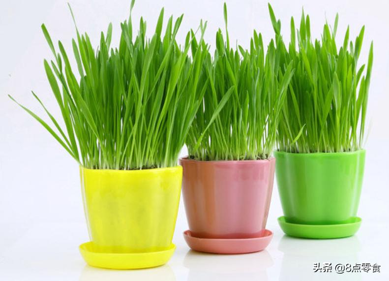 有哪些值得推荐的猫咪零食,猫咪零食100种