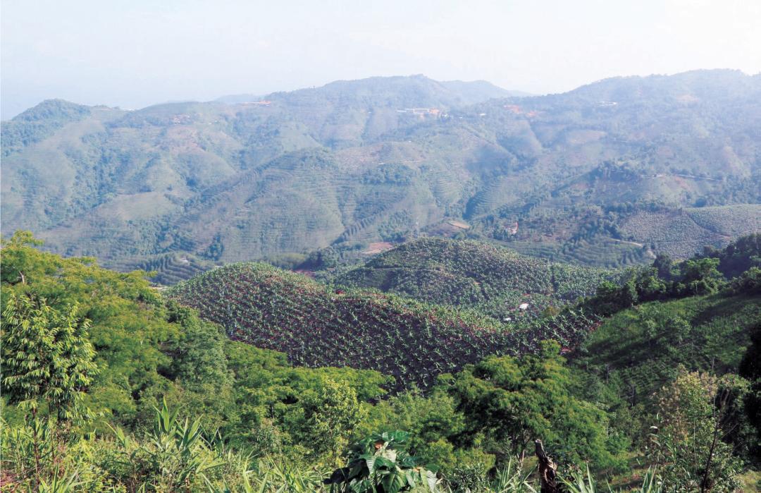 普洱茶排名前十名是哪些茶,普洱茶中最好的十大名茶