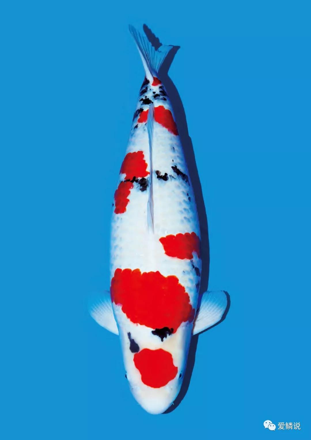 锦鲤暂养池爆藻怎么处理,锦鲤鱼池杀虫后有泡沫什么原因