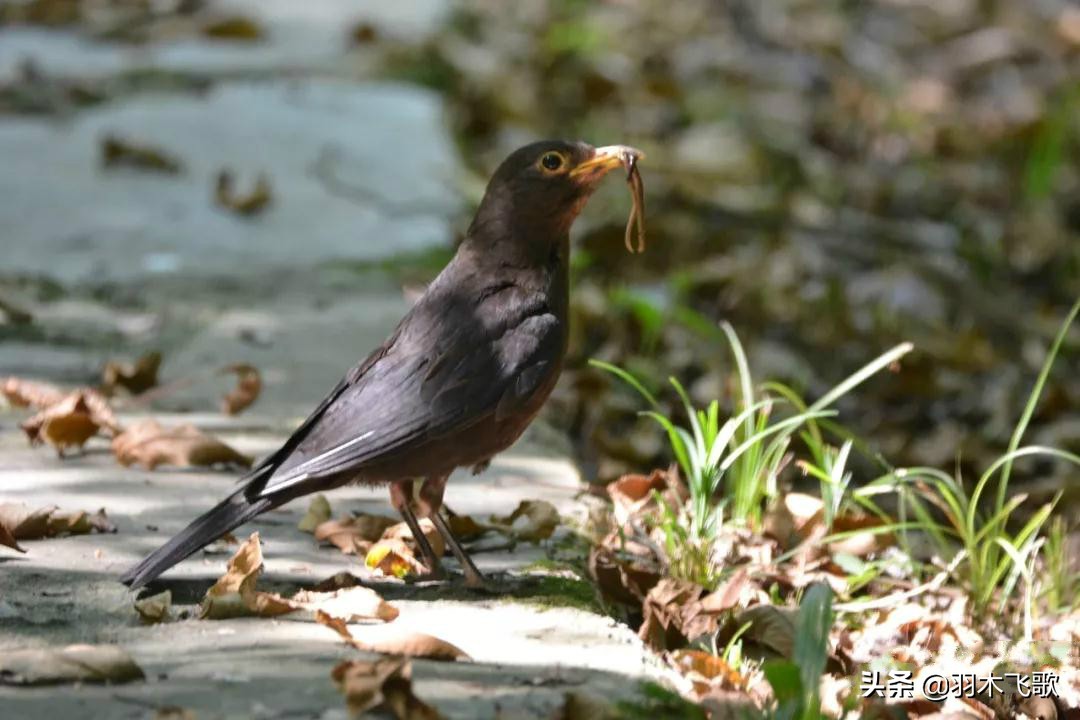观鸟入门,观鸟小贴士