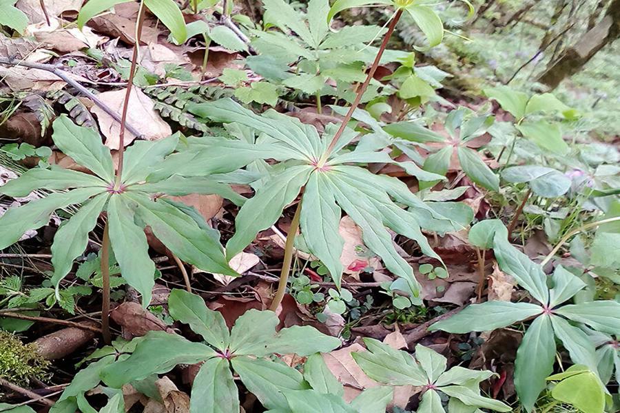 什么东西治蛇最有效,哪种草药治蛇的毒