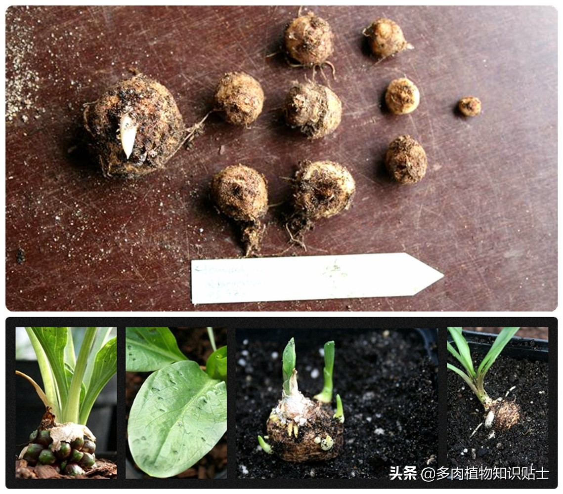 香气迷人的植物,有独特香气的植物