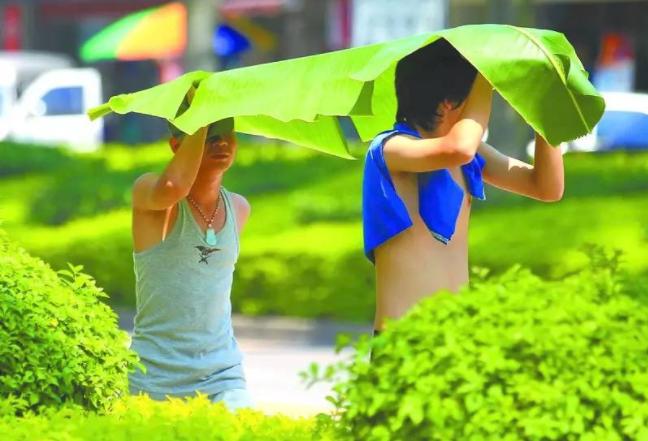 二十四节气小暑绘画教程,二十四节气小暑至盛夏始