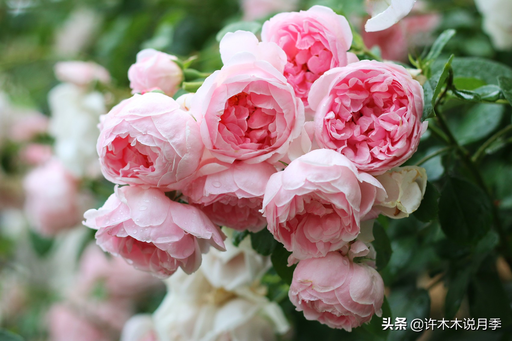 网购月季应该怎么种植？月季移栽后出现黄叶、枯萎是什么原因呢？