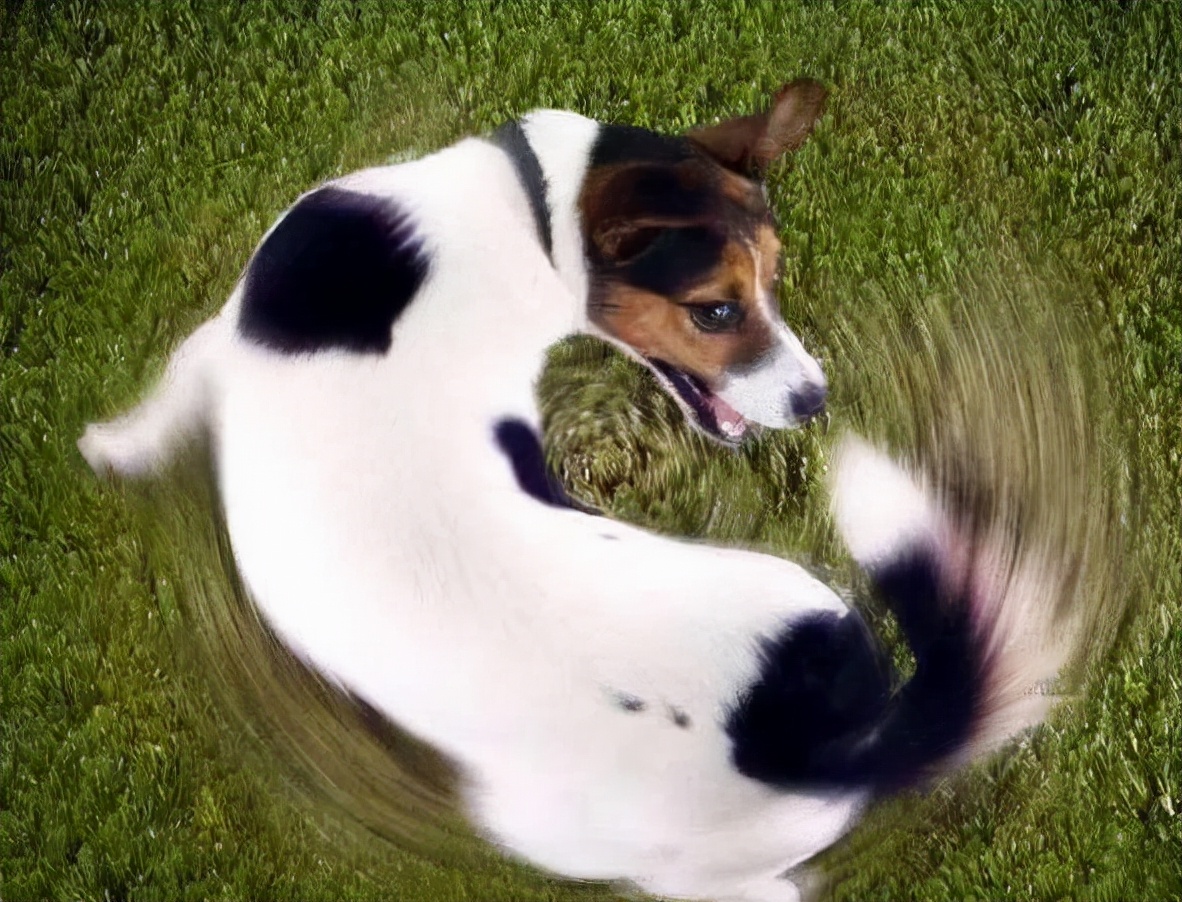 养狗的10个基本常识,养狗这50条小知识主人们都知道吗