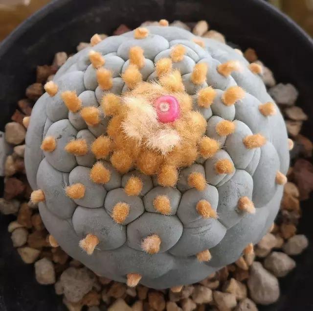 世界上最高贵最漂亮的花,世界上最名贵的花