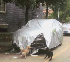 搞笑gif趣图兄弟们来跟我一起摇摆,大哥搞笑动图gif