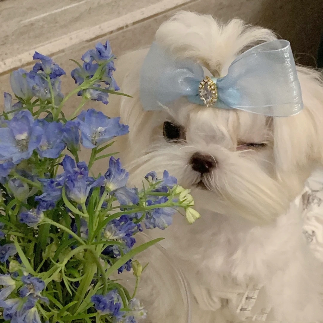 热门小型犬,适合女生养的狗小型犬长不大