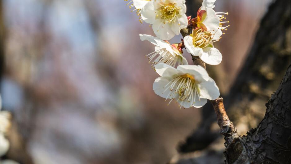 墨梅这首诗写了王冕怎样的品格,墨梅王冕古诗表达了怎样的志趣