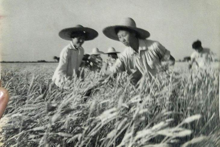 生产队的乡土散文,乡土散文生产队里打平伙