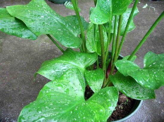 马蹄莲是马蹄开的花吗图片,叶子像马蹄的植物马蹄莲