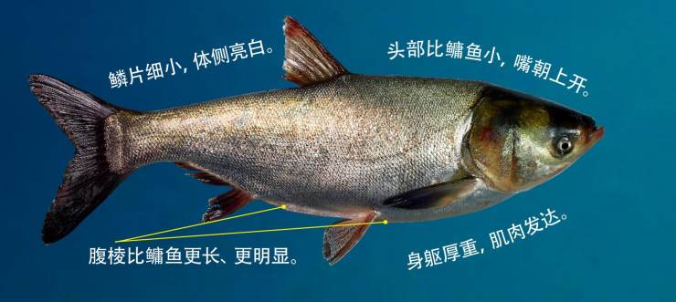 各种水生动物视频,景观淡水鱼有哪些图片