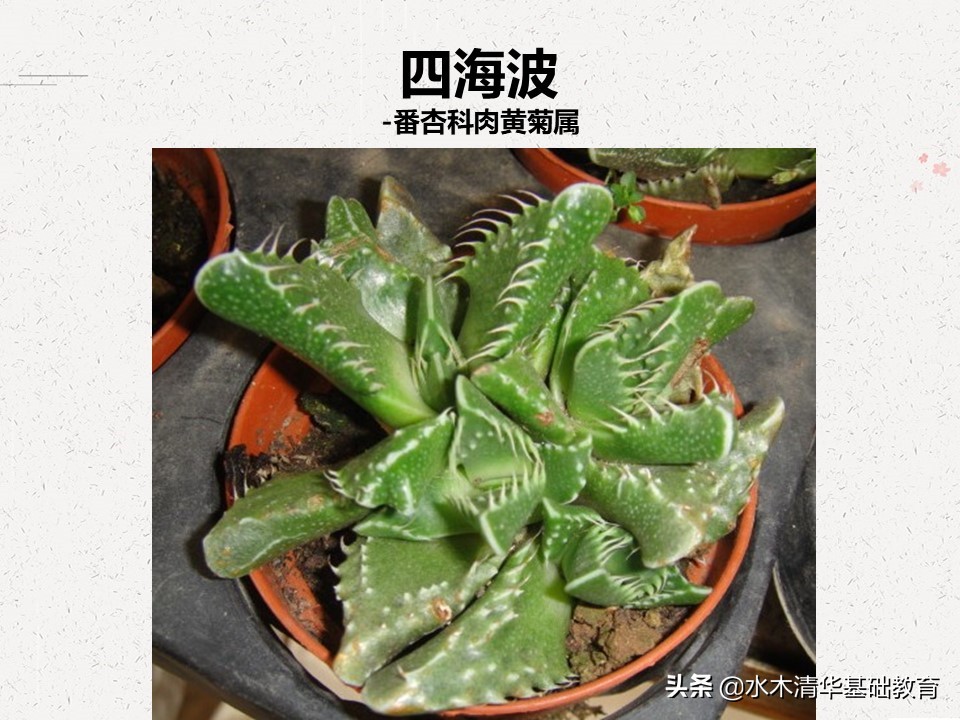 梦幻女王多肉植物百科图谱,原产地多肉植物图谱pdf