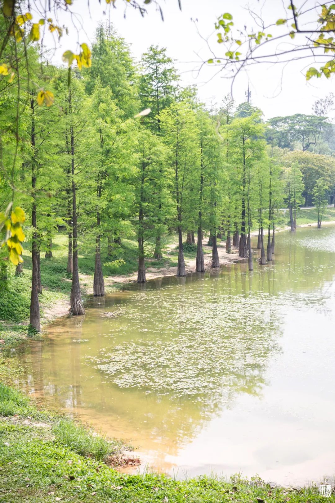 300+万㎡原始森林秘境，天河就有