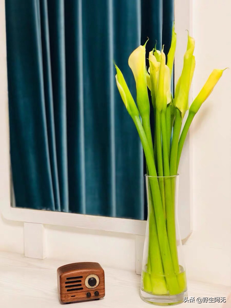 马蹄莲鲜切花焦了的养护方法,彩色马蹄莲刚刚露芽夏天怎么养护