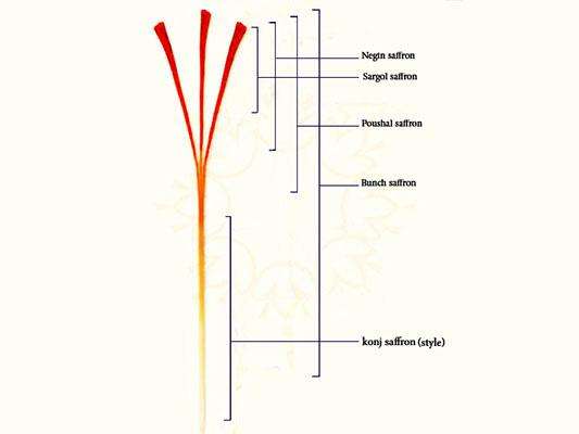 伊朗藏红花等级与价格,一级伊朗藏红花多少钱一克