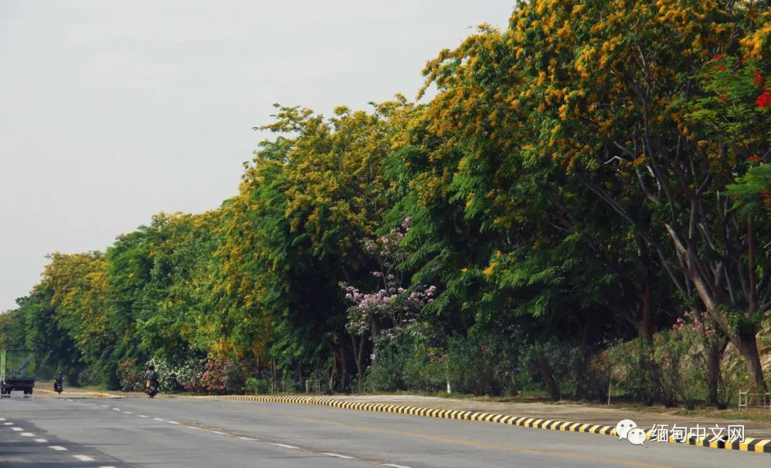 紫檀花开独一无二,紫檀花开了视频