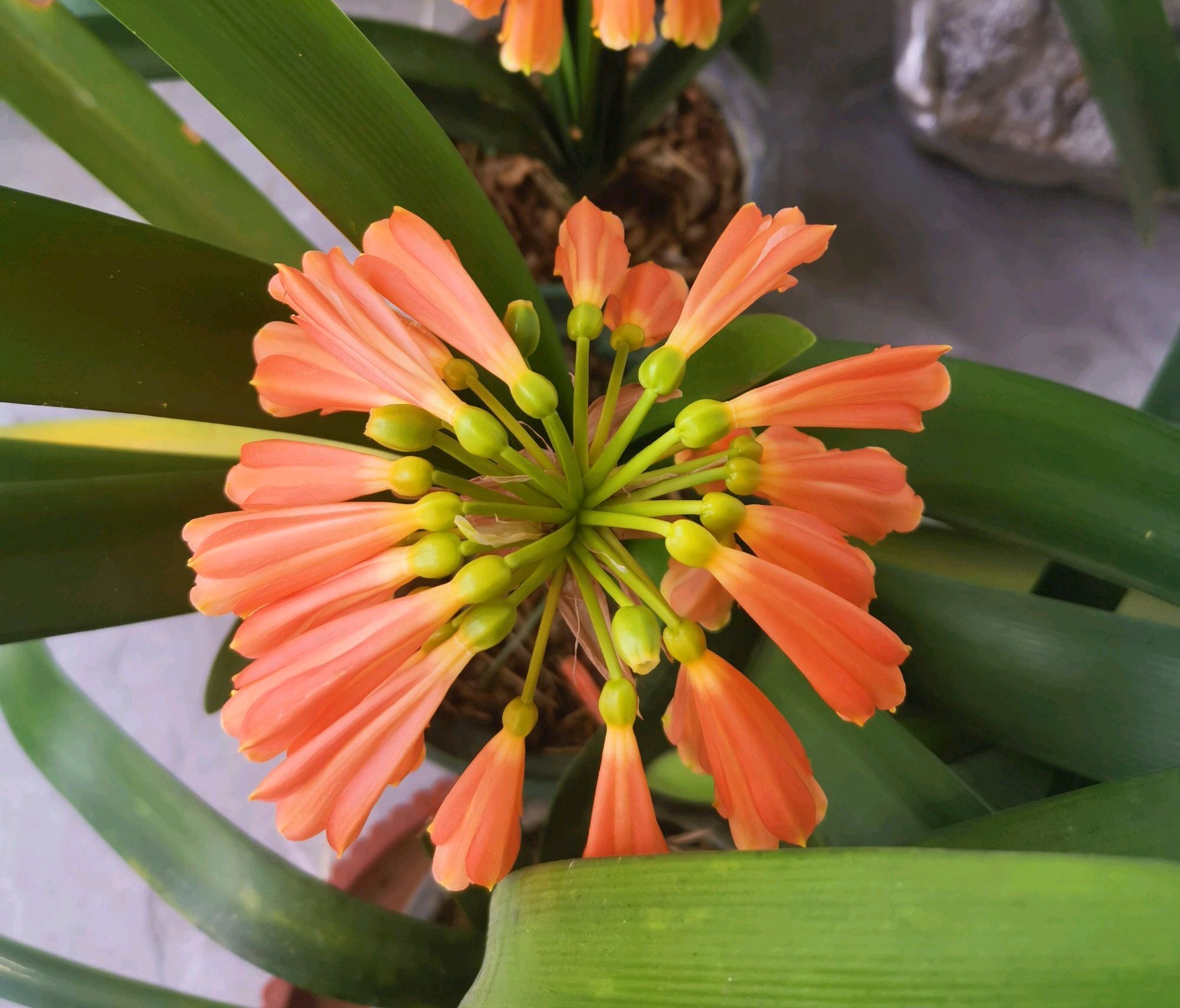 君子兰从配土到开花的五种步骤,君子兰栽培技术君子兰啥时候开花