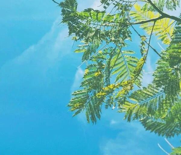 给虚伪的朋友的说说,真心朋友和虚伪朋友的句子说说