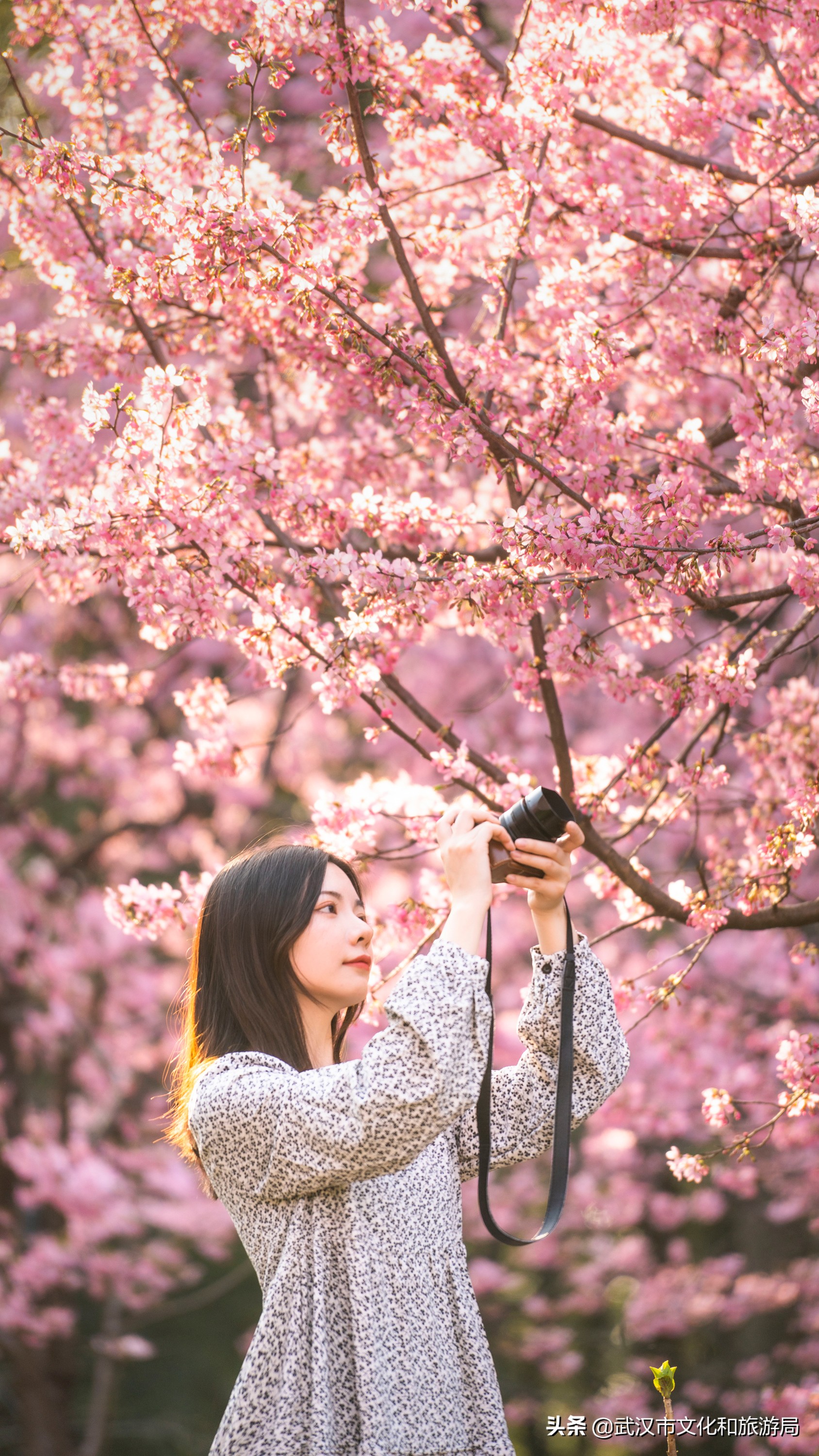 武汉东湖樱花门票,武汉看樱花的景点