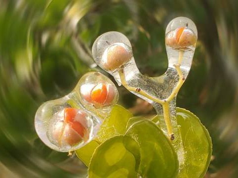 冰封女贞子：琥珀凝固的美，刹那还是永恒