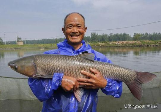 人工养殖草鱼30斤,野生成年草鱼多少斤