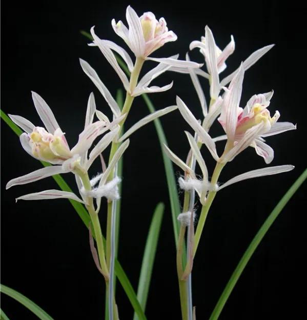 “四君子之一”贵到能买一套别墅