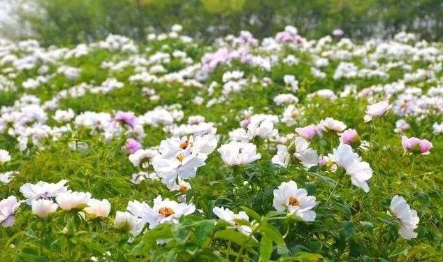 白牡丹中的牡丹王,白牡丹是白茶中的当家花旦