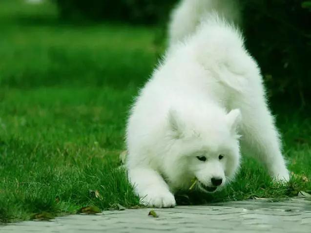 45种狗狗,45种狗狗很难得一见你认识几种