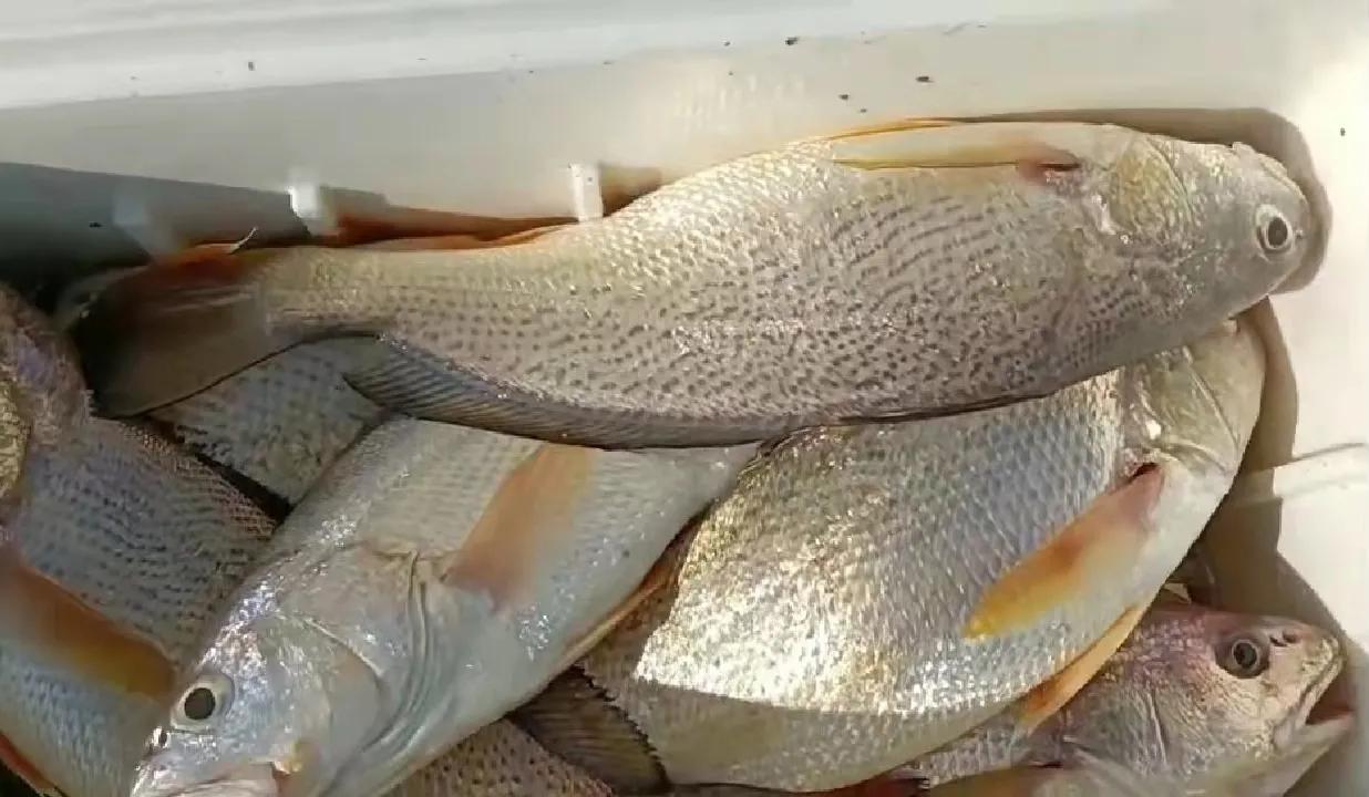 海钓的乐趣,海钓趣事集锦