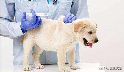 健康科普认识狂犬病了解狂犬病,专家健康科普狂犬病知识