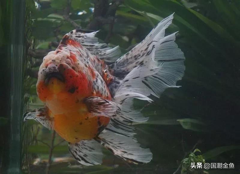 鱼缸多少鱼可以旺财运,养鱼是否旺财运和运气